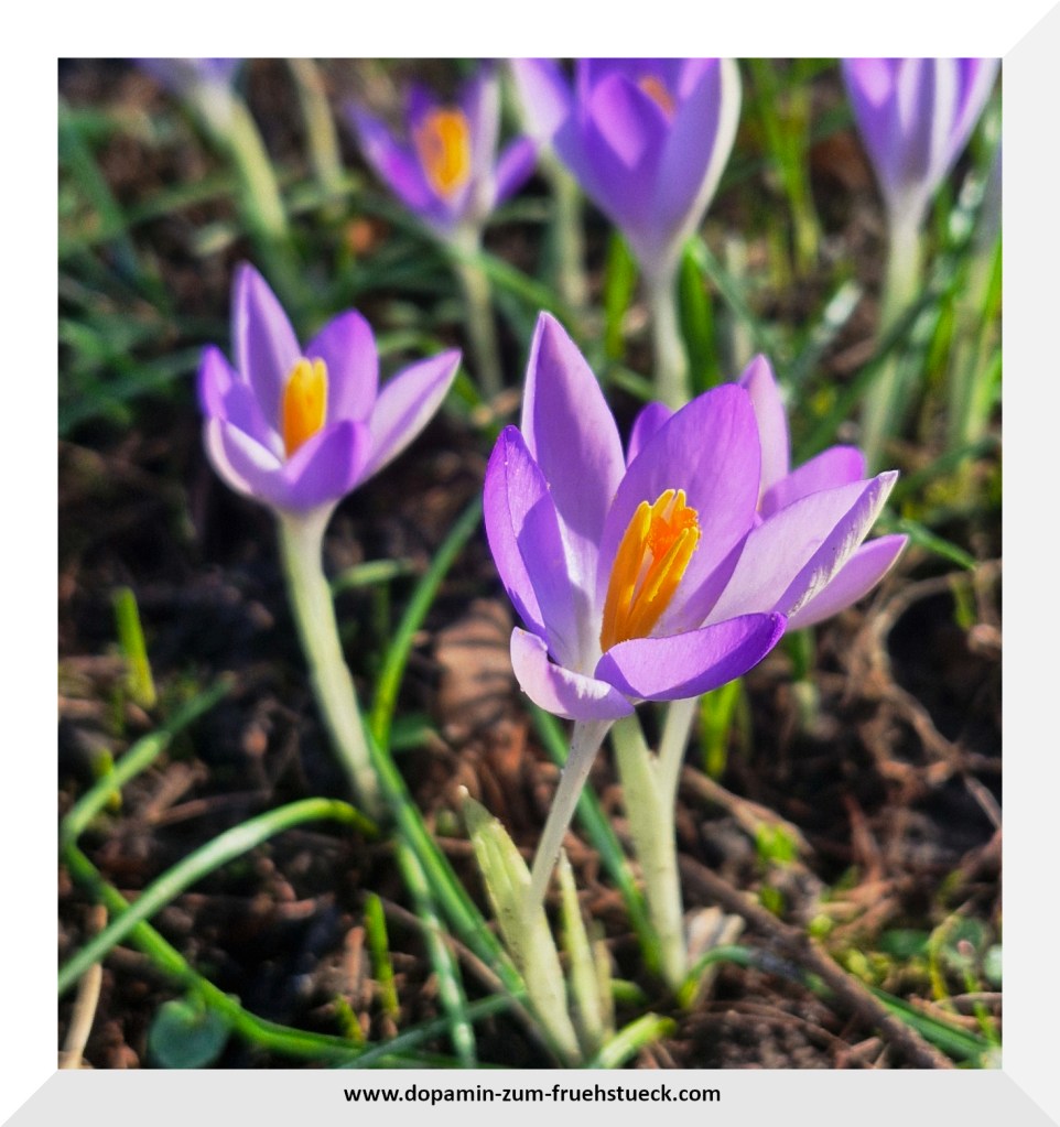 lila Krokusse auf einer Wiese