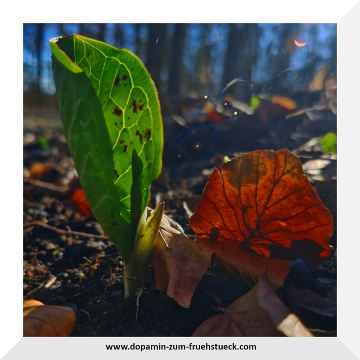 ein grüner Trieb, der sich aus der Erde bohrt