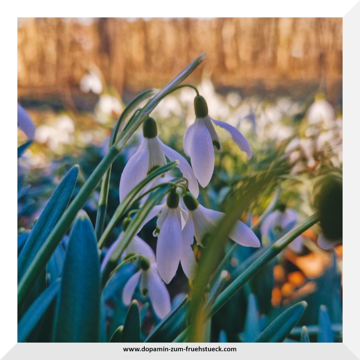 Schneeglöckchen in einem Wald