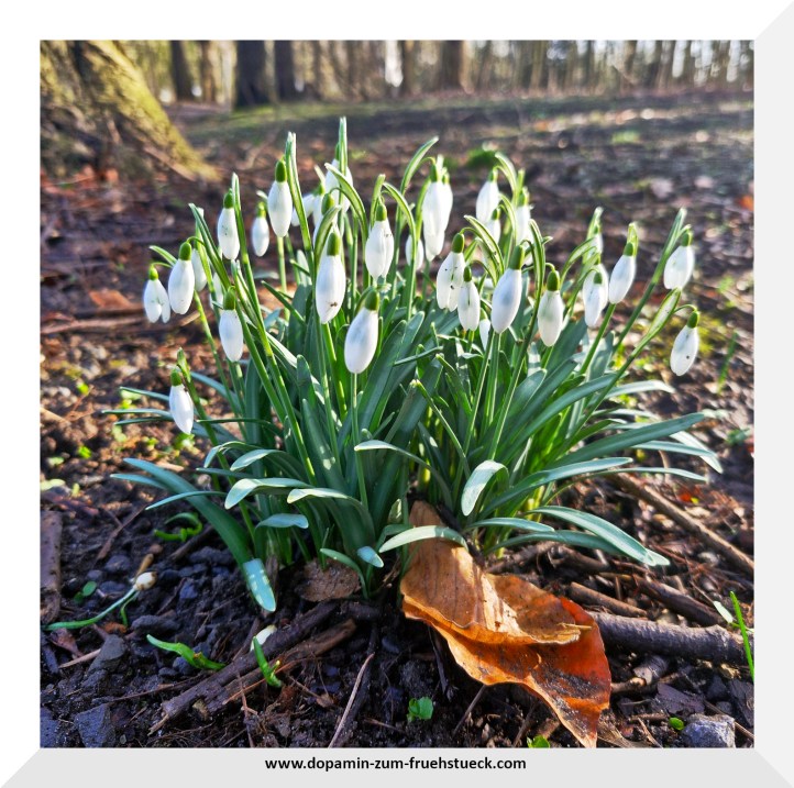 Schneeglöckchen im Wald