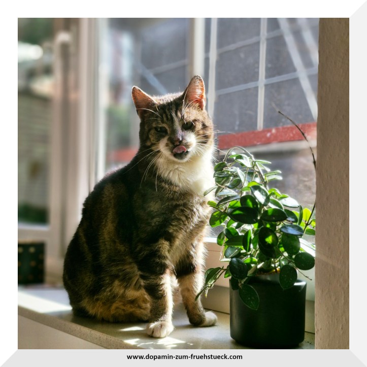 Eine Katze die auf der Fensterbank steht. Vor ihr steht eine Blume