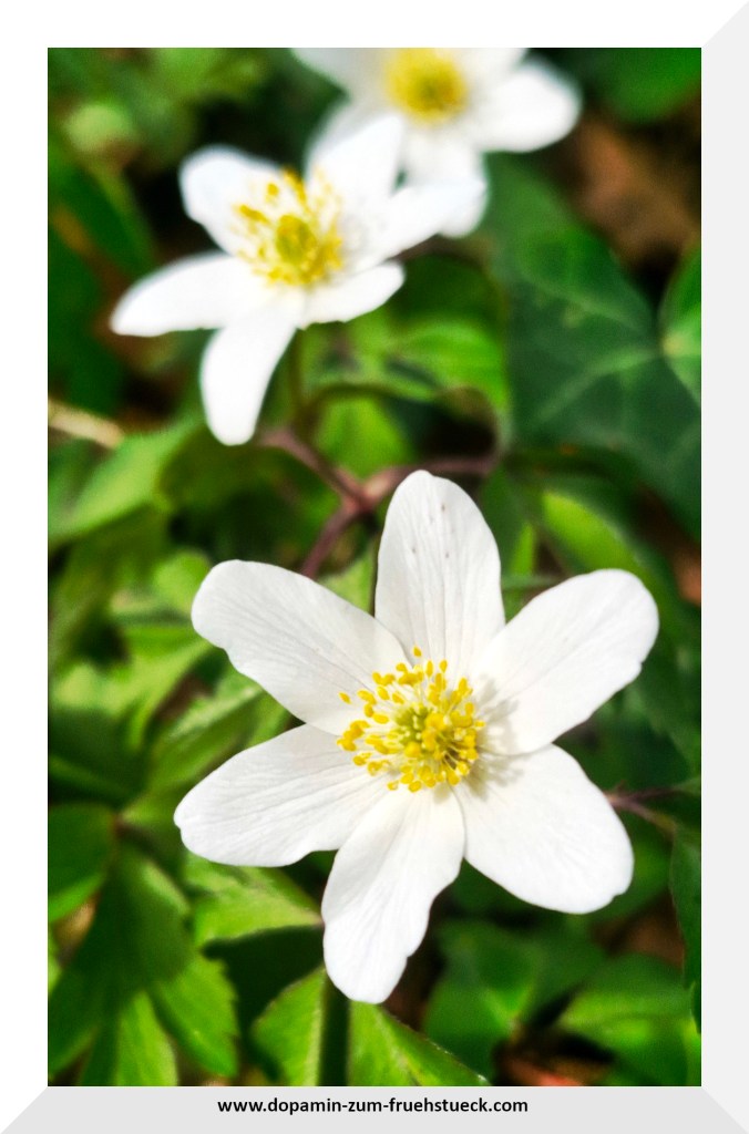 Eine weiße Blumenblüte auf einer Wiese