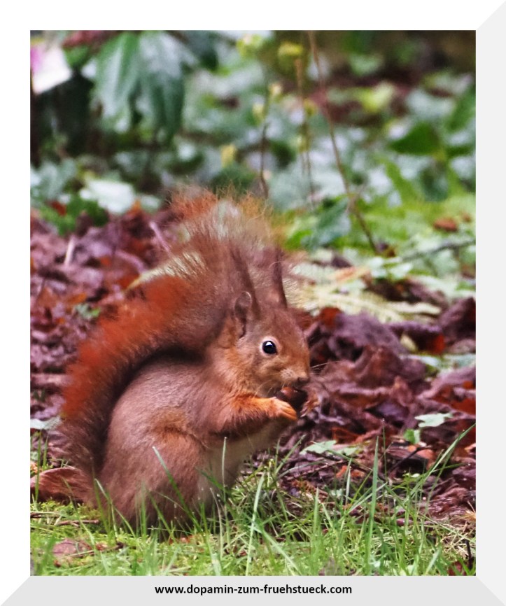 Ein Eichhörnchen auf einer Wiese. Man kann sehen das das Hörnchen etwas in den Händen hält- evtl. eine Nuss oder Kastanie