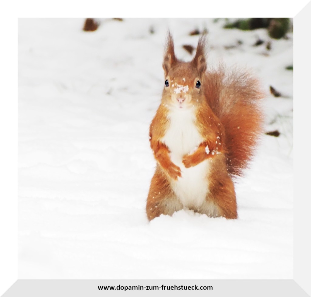 Ein Eichhörnchen von vorne, dass im Schnee auf seinen Hinterpfoten steht und direkt in die Kamera blickt