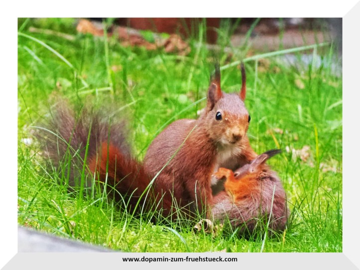 Zwei Eichhörnchen- ein Jungtier und eine Mutter- beim spielen im Gras