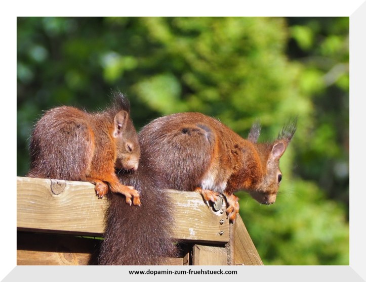 Zwei Eichhörnchen- ein Jungtier und ein Muttertier- liegend auf einem Zaun. Die Mutter liegt vorne und das Jungtier dicht hinter ihr. Im Hintergrund sind Bäume zu erkennen