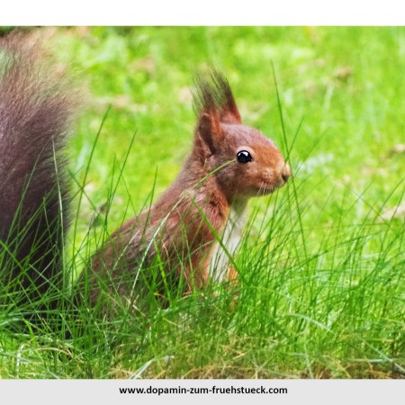 Ein Eichhörnchen auf einer Wiese