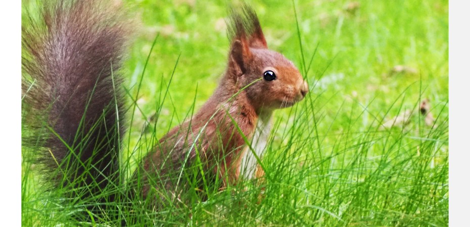 Ein Eichhörnchen auf einer Wiese