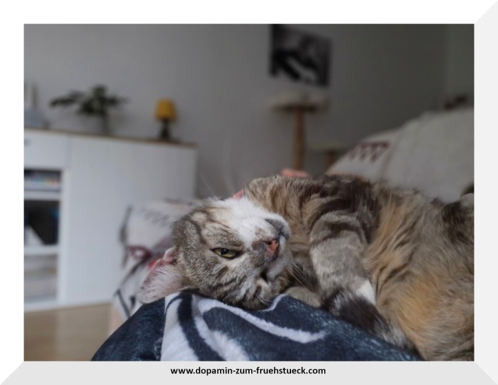 Eine grau weiß getigerte Katze, die auf dem Schoß eines Menschen liegt. 