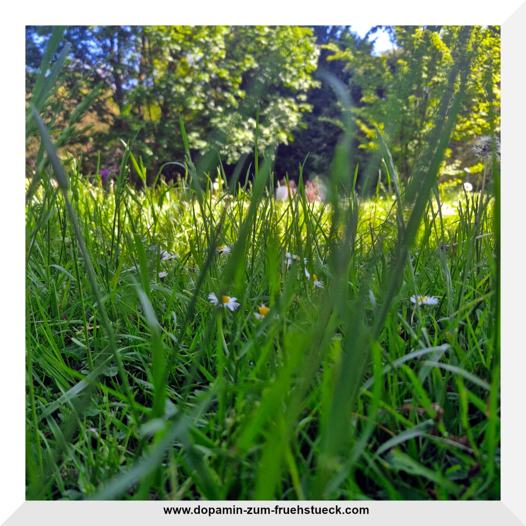 Eine Wiese, die vom Boden aus fotografiert wurde, so dass man im Vordergrund einige Grashalme sehen kann und im Hintergrund verschwommen, den Rest der Wiese