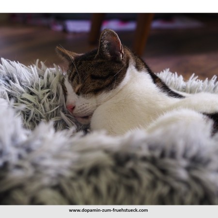Eine Katze, die in einem Kuschelkissen liegt und schläft