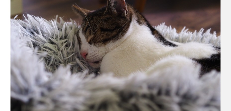 Eine Katze, die in einem Kuschelkissen liegt und schläft
