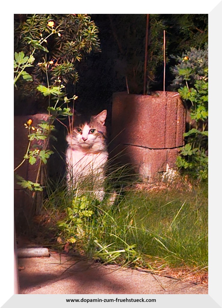 Eine schwarz weiße Katze die in einem Garten sitzt