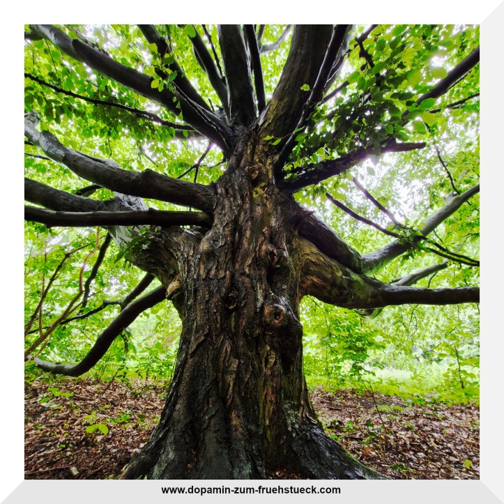 Ein nasser Baum von unten fotografiert. 