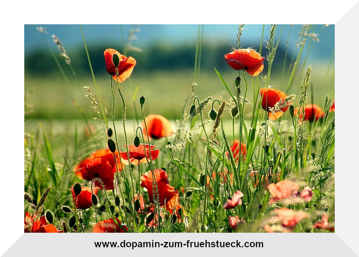 Ein Feld mit vielen Mohnblumen und Gräsern dazwischen