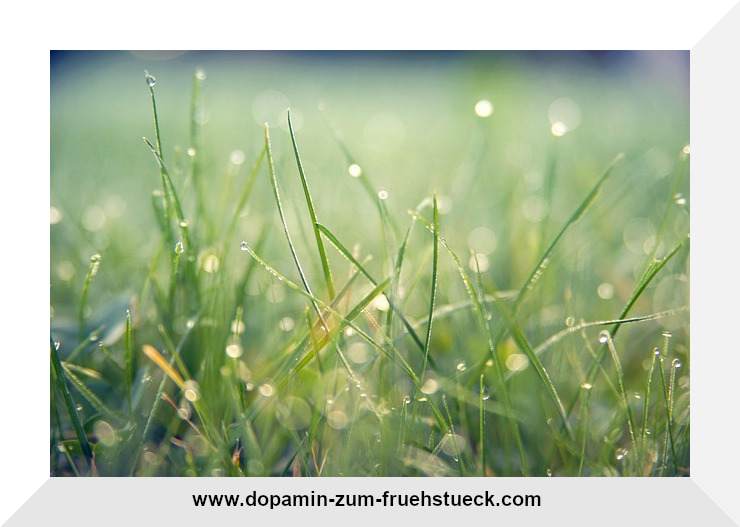 Eine Wiese, auf der Wassertropfen auf den Gräsern zu erkennen sind