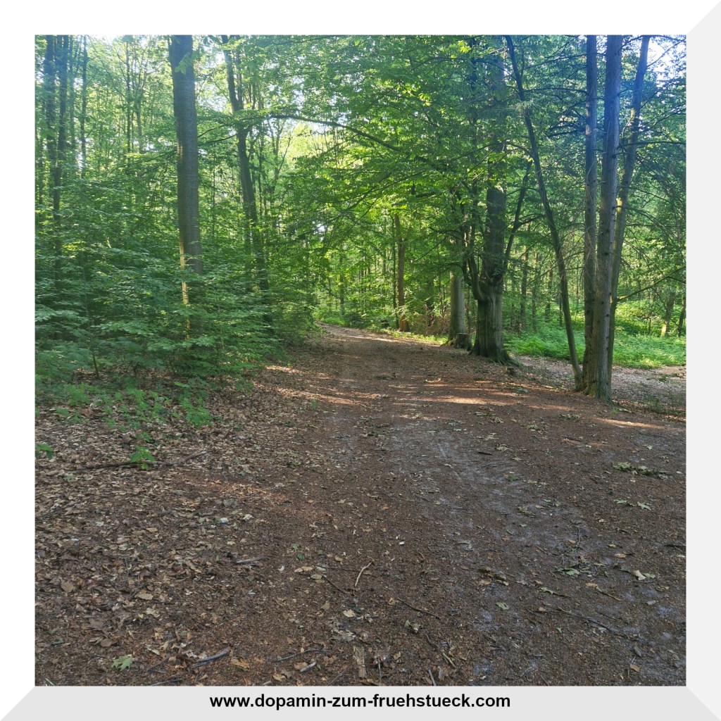 Ein schattiger Waldweg