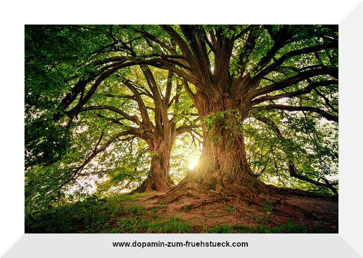 Zwei Bäume in einem Wald. Durch die Bäume scheint Sonnenlicht.